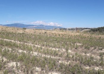 Foto 35 - Terreno agricolo Contrada Ripacorbaria, Manoppello - foto 35