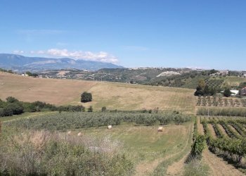 Foto 38 - Terreno agricolo Contrada Ripacorbaria, Manoppello - foto 38