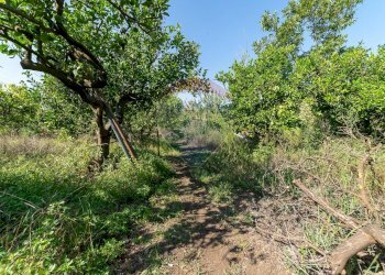 Giardino - Terreno agricolo Via Nizzeti
 
169, Aci Catena - foto 3