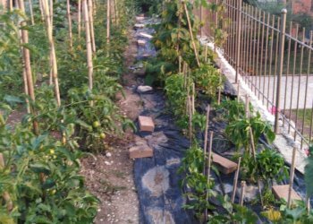 Foto 37 - Villa a Schiera C.da Santa Maria, Vinchiaturo - foto 37