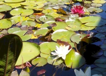 Foto 43 - Villa a Schiera C.da Santa Maria, Vinchiaturo - foto 43