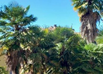 Giardino - Trilocale Varese - foto 10