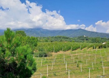 Villa Via Trasversale Ripoira, 42, Bagnolo Piemonte - foto 16