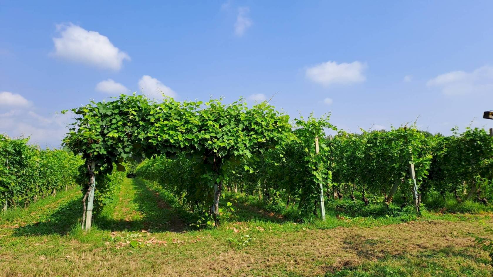 Terreno agricolo Bagnolo Piemonte - foto 1
