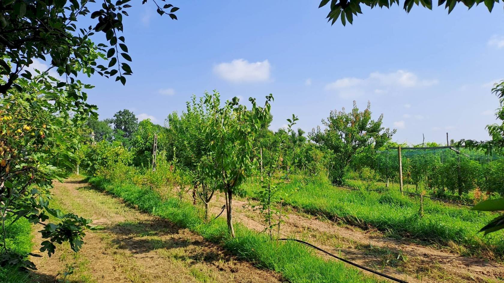 Terreno agricolo Bagnolo Piemonte - foto 2