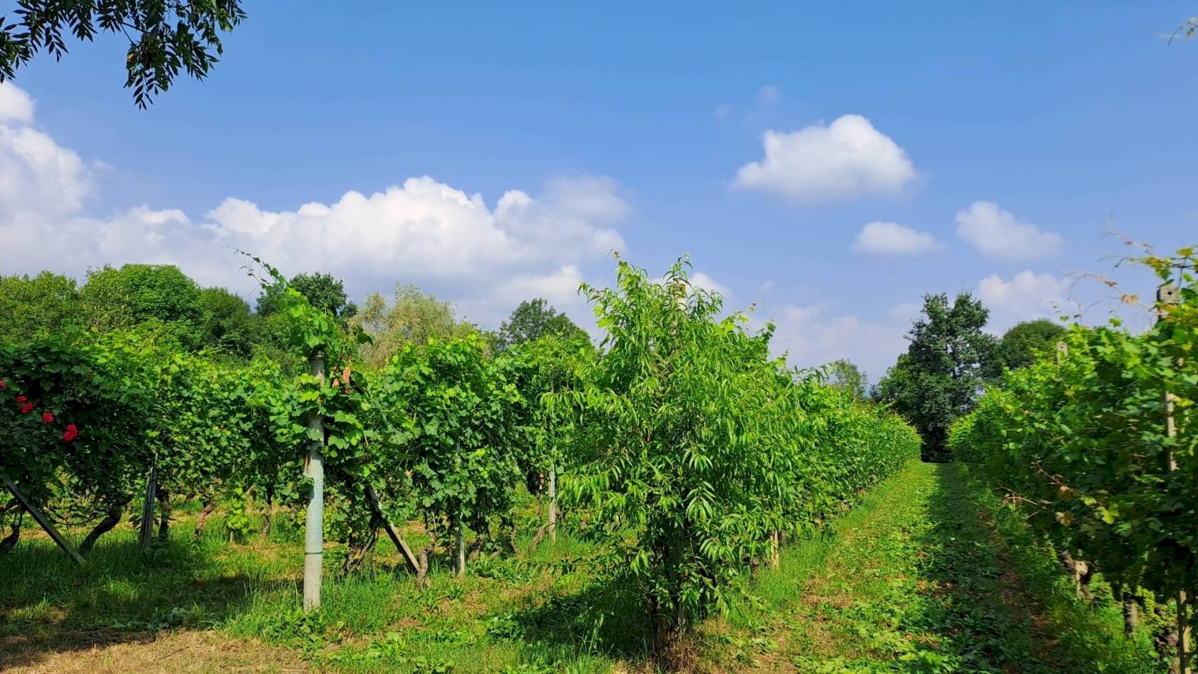 Terreno agricolo Bagnolo Piemonte - foto 3
