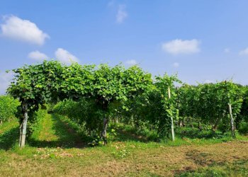 Terreno agricolo Bagnolo Piemonte - foto 1