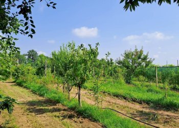 Terreno agricolo Bagnolo Piemonte - foto 2