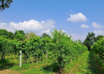Terreno agricolo Bagnolo Piemonte - foto 3