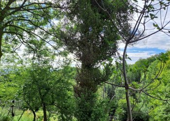 Rustic Via Biacanai, 13, Bagnolo Piemonte - photo 7