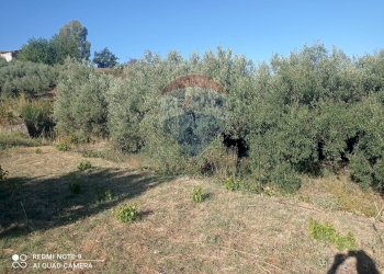Giardino - Rustico contrada trupiano, Castelmola - foto 10