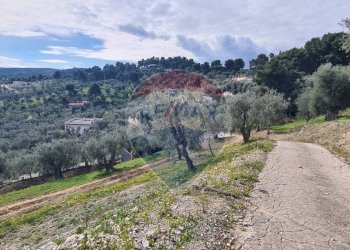 terreno - Terreno agricolo Località Grotta Spagnola, Vieste - foto 9