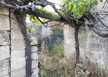 Giardino - Terreno agricolo Santeramo in Colle - foto 6