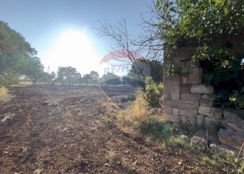 Non correlato - Terreno agricolo Santeramo in Colle - foto 8