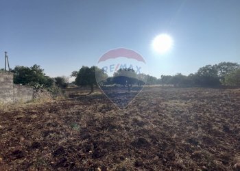 Non correlato - Terreno agricolo Santeramo in Colle - foto 17