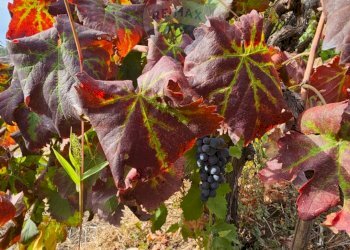 Giardino - Villa Via Minicuccazzo
 
7, Mascali - foto 56