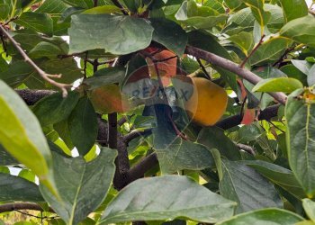 Dettagli - Villa Via Minicuccazzo
 
7, Mascali - foto 58