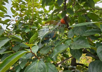 Dettagli - Villa Via Minicuccazzo
 
7, Mascali - foto 59