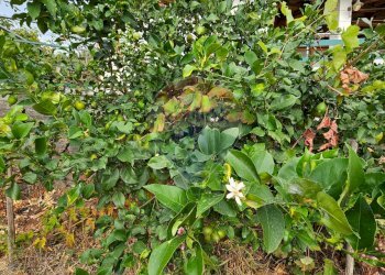 Giardino - Villa Via Minicuccazzo
 
7, Mascali - foto 61