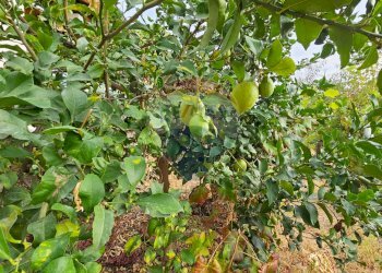 Giardino - Villa Via Minicuccazzo
 
7, Mascali - foto 62