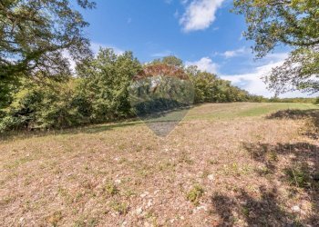 Giardino - Terreno agricolo Semproniano - foto 5