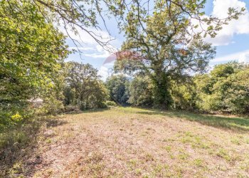 Giardino - Terreno agricolo Semproniano - foto 6