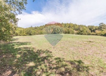 Giardino - Terreno agricolo Semproniano - foto 8