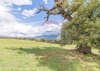 Giardino - Terreno agricolo Semproniano - foto 9