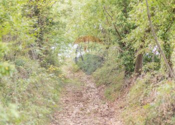 Giardino - Terreno agricolo Semproniano - foto 17