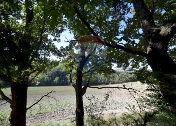 terreno - Terreno agricolo strada del cossano
 
6, Sala Baganza - foto 12