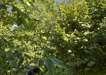 Foto 20 - Villa a Schiera Roccavignale - foto 20