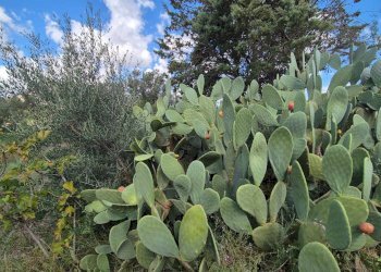 Foto 11 - Villa Via Fraginesi
 
299/A, Castellammare del Golfo - foto 11