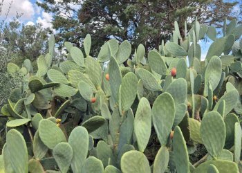 Foto 47 - Villa Via Fraginesi
 
299/A, Castellammare del Golfo - foto 47