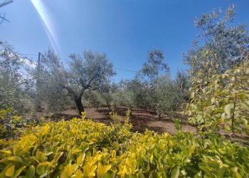 Foto 22 - Casa indipendente Via Pozzo la Traversa, Maenza - foto 22