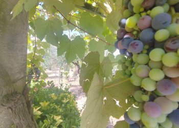 Foto 23 - Casa indipendente Via Pozzo la Traversa, Maenza - foto 23