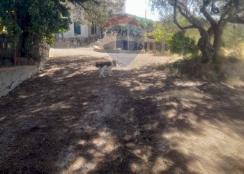 Giardino - Villa Contrada Cusatino
 
snc, Serradifalco - foto 18