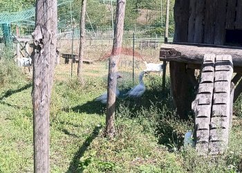 Giardino - Apartment Strada Carpezzo, Dego - photo 18