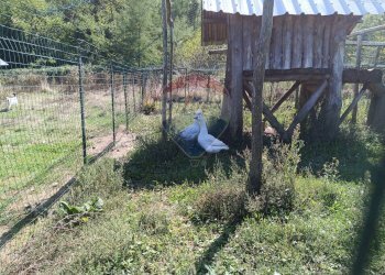 Giardino - Apartment Strada Carpezzo, Dego - photo 26