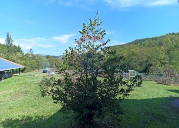 Giardino - Apartment Strada Carpezzo, Dego - photo 44