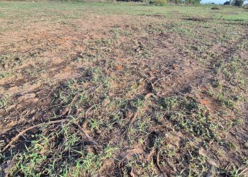 Foto 8 - Terreno edificabile Macerata Campania - foto 8