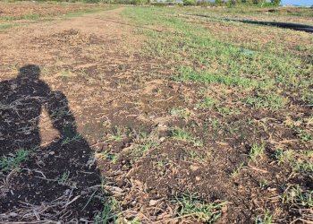 Foto 9 - Terreno edificabile Macerata Campania - foto 9