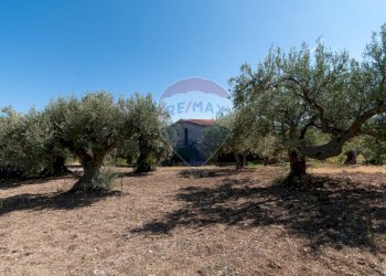 Giardino - Casa semi indipendente C.da San Michele
 
snc, Altavilla Milicia - foto 5