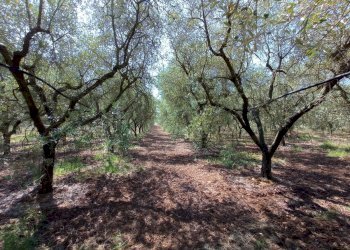 Foto 18 - Villa Contrada Carabella
 
snc, Castellaneta - foto 18