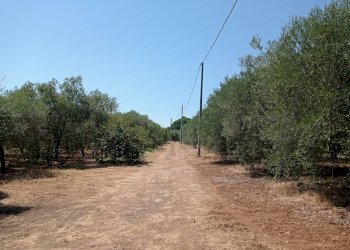 Foto 20 - Villa Contrada Carabella
 
snc, Castellaneta - foto 20