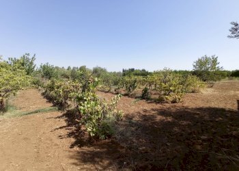 Foto 24 - Villa Contrada Carabella
 
snc, Castellaneta - foto 24