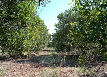 Foto 25 - Villa Contrada Carabella
 
snc, Castellaneta - foto 25