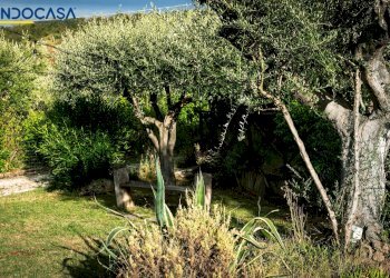 Foto 57 - Attività Commerciale Contrada della fonte
 
11, Controguerra - foto 57