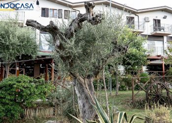 Foto 54 - Attività Commerciale Contrada della fonte
 
11, Controguerra - foto 54