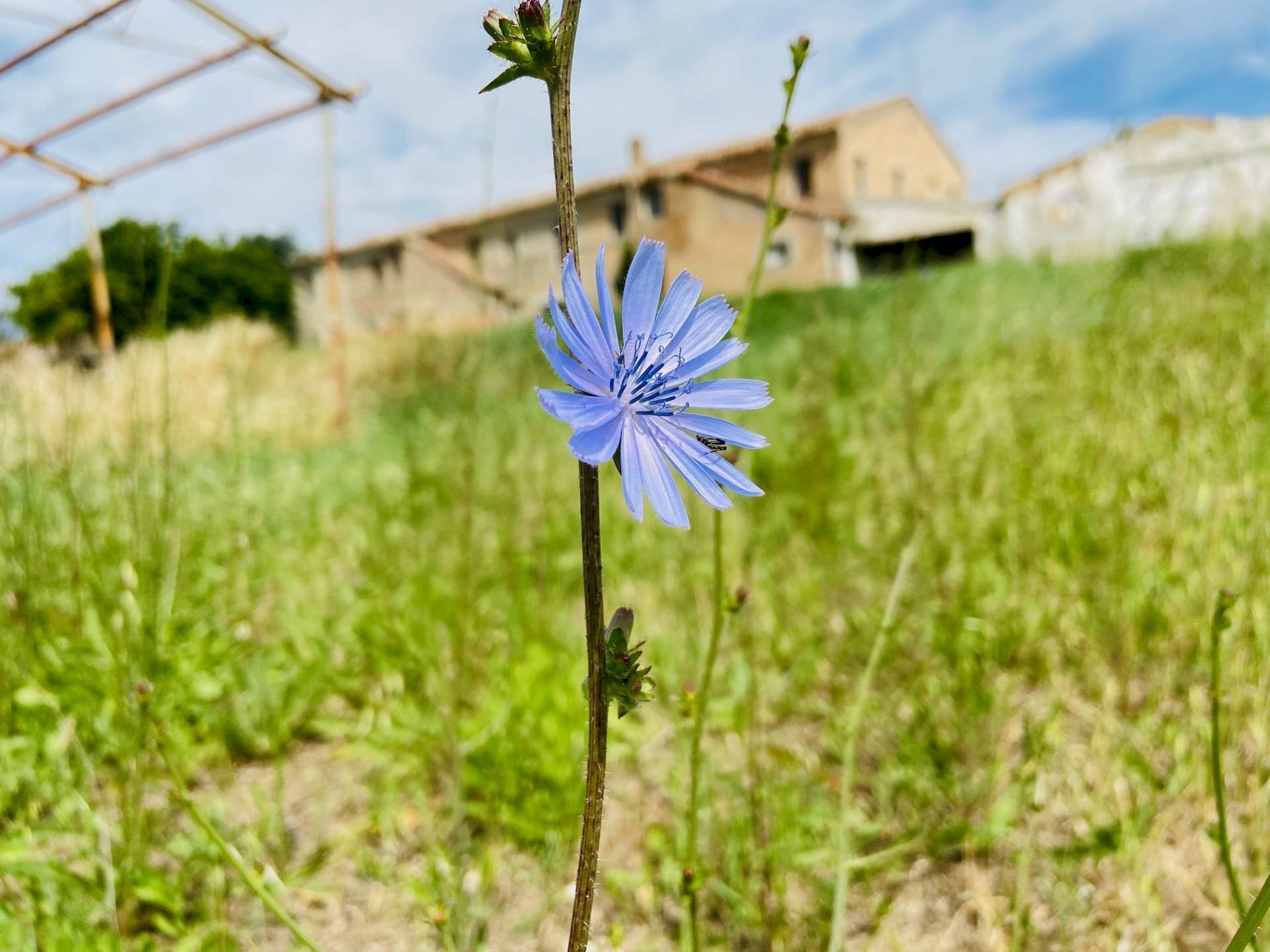 Foto 1 - Rustico via mommeo, Belvedere Ostrense - foto 1