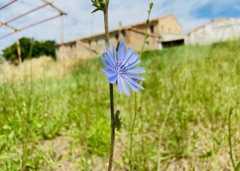 Foto 1 - Rustico via mommeo, Belvedere Ostrense - foto 1